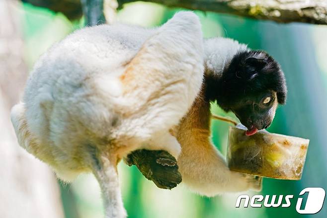 독일 하이델베르크의 한 동물원에서 영장류의 하나인 왕관시파카(crowned sifaka)가 먹이와 함께 얼린 얼음을 핥고 있다. © AFP=뉴스1