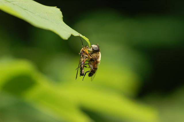 춤파리. 짝짓기 철이 되면 먹잇감을 잡아 암컷에게 선물하며 환심을 산다. 국립생물자원관 제공