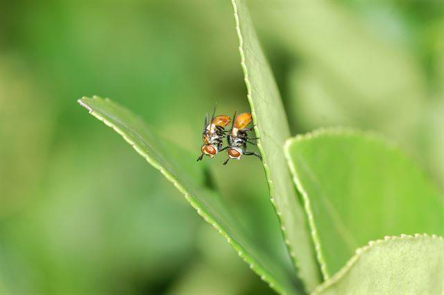 기생파리. 국립생물자원관 제공