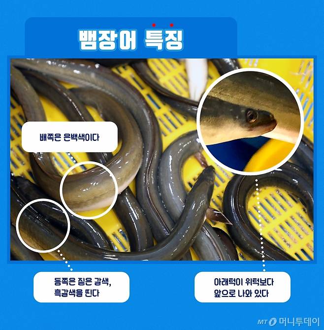 뱀장어 구별법/이미지=유연수 디자이너