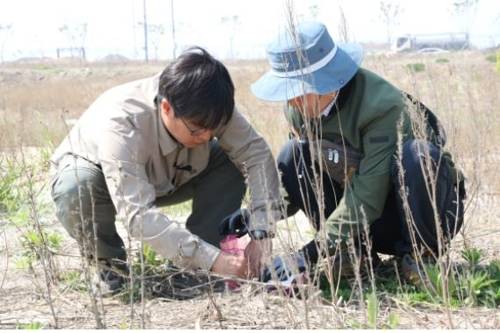 검은머리갈매기 알 구조 [환경부 제공]