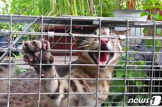 환경부 멸종위기동물 2급으로 지정된 삵 한마리가 18일 경북 포항시 남구 구룡포읍 구평리에 위치한 한 식당'에서 포획됐다. 식당주는 6월과 7월사이 집에서 기르던 토종닭 20여마리가 사라지자 포획틀을 설치한 이후 삵이 잡혔다"고 말했다. 또 ＂삵이 한짓은 나쁘지만 멸종위기동물인 만큼 가게와 멀리 떨어진 곳에 풀어 줄 예정＂이라고 전했다. 2019.7.18/뉴스1 © News1 최창호 기자