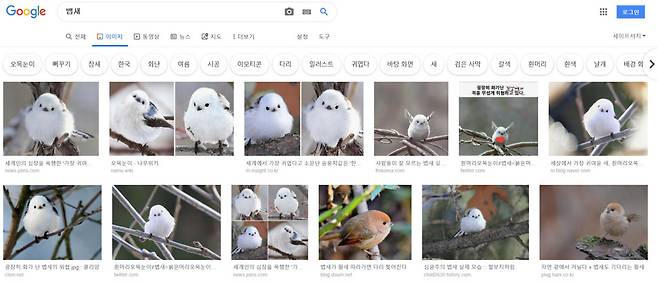 구글에서 뱁새로 검색한 결과 화면. 대부분 흰머리오목눈이 사진이다.
