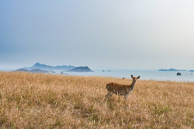 굴업도에서는 사람보다 흔히 마주치는 것이 사슴이다
