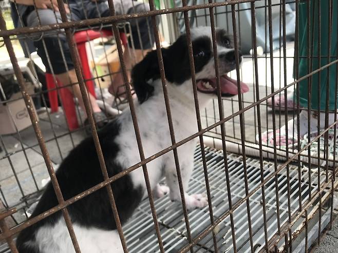 ‘바둑이’는 모란시장에서 만난 유일한 성견이었다. 바둑이는 이전 반려인이 파양한 개였다.