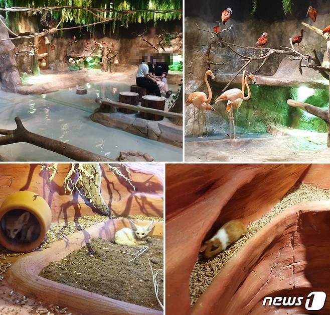 전시관 내 동물들이 관람객의 시선을 피할 수 있는 은신처는 없어 보였다. 사진 (위 왼쪽)홍학과 홍따오기, (위 오른쪽) 장다리물떼새와 뒷부리장다리 물떼새, (왼쪽 아래) 사막여우, (오른쪽 아래)기니피그 © 뉴스1 김연수 기자