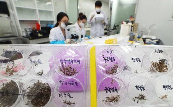 경기도 보건환경연구원 소속 연구원들이 포획 된 모기를 종류별로 분류하고 있다. [연합뉴스]