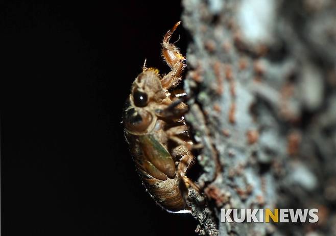 말매미 유충이 강한 앞발톱을 이용해 나무에 오르고 있다. 큰 울음소리로 도심 주민들의 환영을 못 받는 말매미는 몸길이가 43~45mm이고, 날개 끝까지의 길이는 약 65mm인 대형종이다. 말매미와 함께 대표적인 토종매미인 참매미는 몸길이가 약 35mm, 날개 끝까지의 길이는 약 59mm이다.