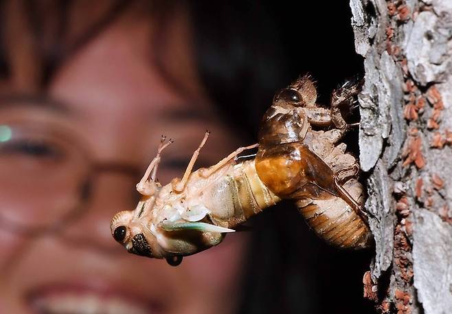 지나가던 어린이가 매미의 우화과정을 처음 본다며 신기한 표정으로 한참이나 지켜보고 있다.