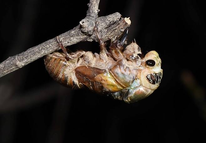 매미의 일생은 1. 짝짓기 2. 알 낳기 3. 부화 4. 유충 단계 5. 지상 출현 6. 우화(허물 벗기) 7. 성충 단계로 나뉜다.