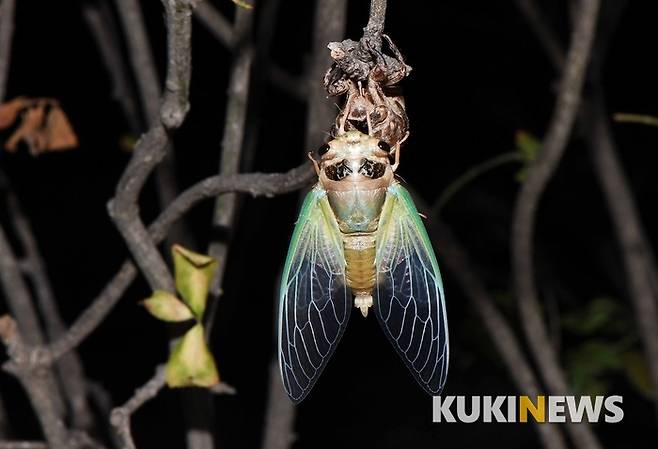 예로부터 매미는 '바람과 이슬만 먹고살아 덕 많은 곤충'이라는 칭송을 받았다. 조선 시대 임금이나 세자도 매미의 날개모양을 본떠 만든 익선관(翼善冠)을 썼는데 이는 매미의 덕을 본받기 위함이었다.