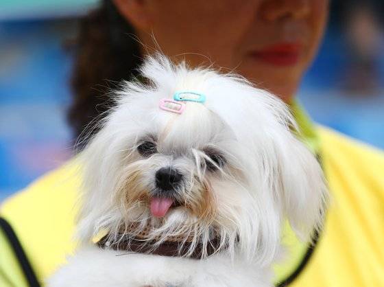 반려동물과 함께 나온 사육농가 관계자들 이미지. [연합뉴스]