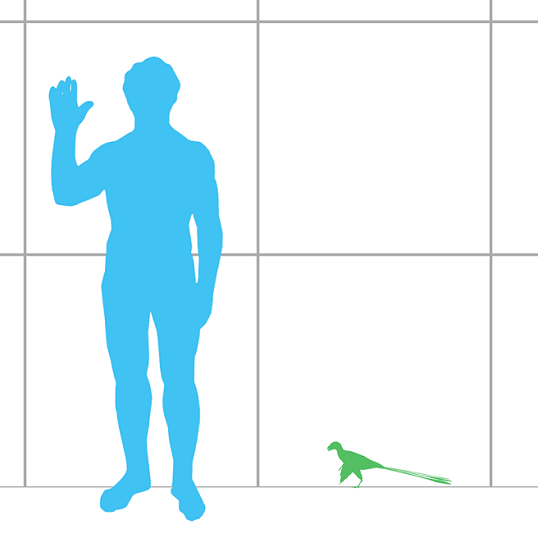 에피덱시프테릭스(오른쪽)과 성인(왼쪽)의 크기를 비교한 그림. 작은 것은 병아리 크기, 커도 참새 정도 크기에 불과했던 것으로 추정된다.(자료=위키피디아)
