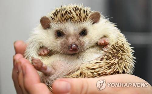고슴도치의 모습. [dpa=연합뉴스]