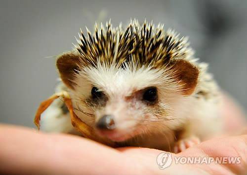 고슴도치의 모습. [EPA=연합뉴스]