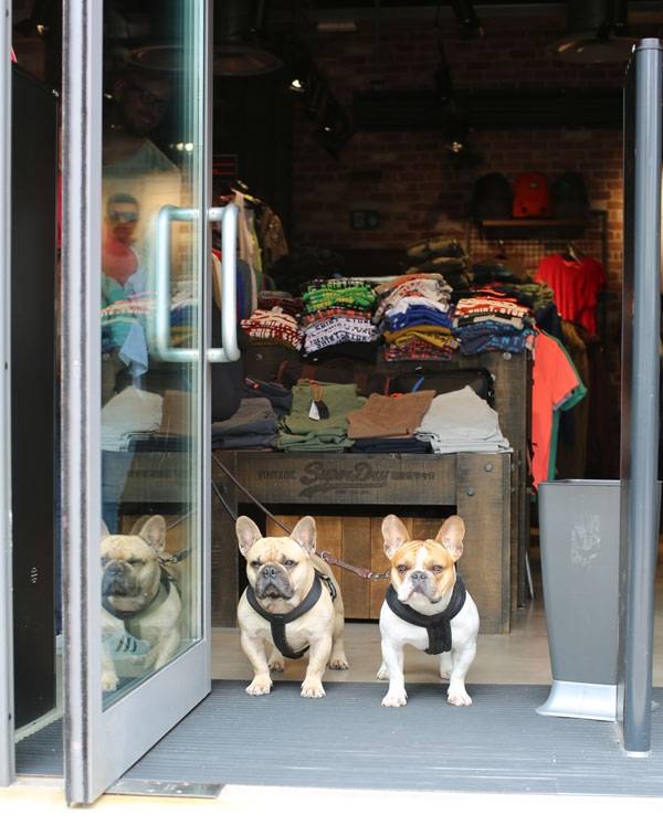 보호자는 쇼핑을, 강아지는 사람 구경에 한창이다