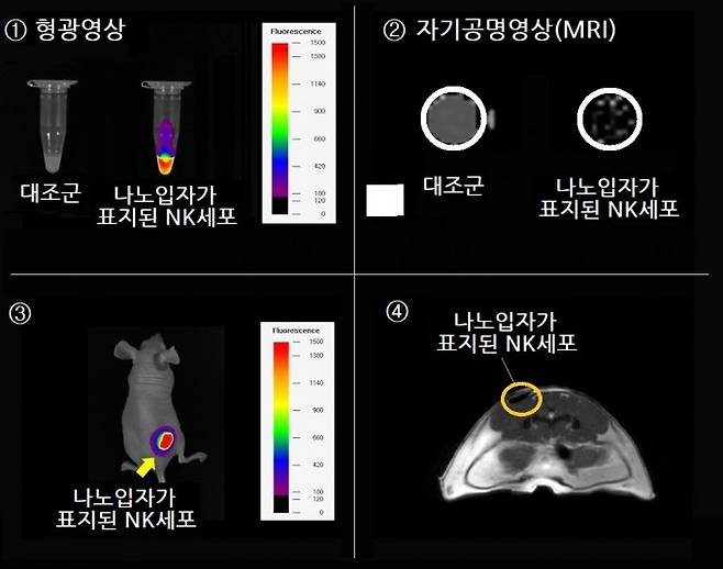 나노입자를 활용해 항암치료제로 개발한 NK세포를 체내에서 추적한 영상. ①나노입자-NK세포에서 내뿜는 형광신호를 확인(오른쪽). ② MRI 촬영 결과 나노입자-NK세포는 추적이 가능(오른쪽). ③ 나노입자-NK세포를 쥐에게 주입한 뒤 형광신호를 관찰해 추적이 가능. ④ 나노입자-NK세포를 쥐에게 주입한 뒤 MRI로 추적이 가능. 한국연구재단 제공