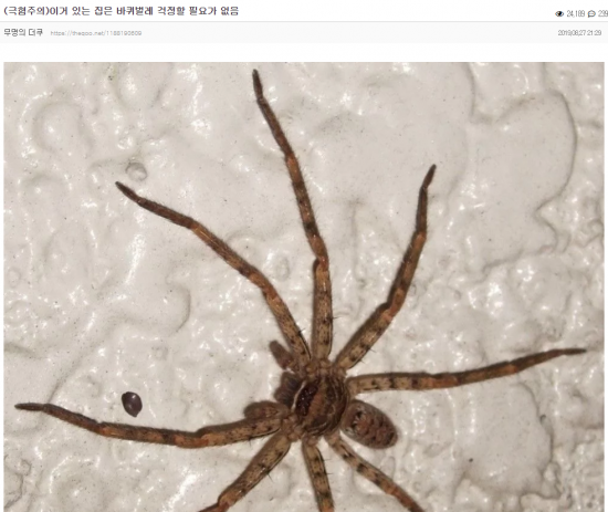 28일 각종 온라인커뮤니티를 중심으로 농발거미 사진이 확산됐다/사진=온라인 커뮤니티 캡처