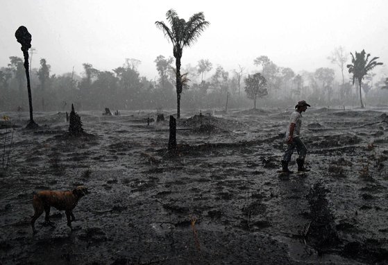 브라질 농부 아우렐리오 안드라데와 그의 반려견이 불타버린 포르토 벨호 인근 아마존 열대우림 지역을 걷고 있다. [AFP=연합뉴스]