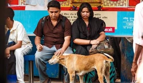 '거리의 개들' 스틸컷 [카라 제공]