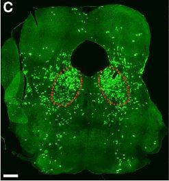 세포막에 β1-아드레날린수용체가 있는 뉴런의 분포를 보여주는 뇌의 단면으로 등쪽 뇌교(dorsal pons. 빨간 점선)에 집중돼 있음을 알 수 있다. 뇌교는 잠의 조절과 관련된 부위다. ′뉴런′ 제공