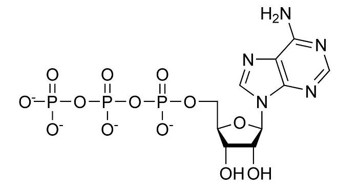 ATP(아데노신 3인산)의 화학구조