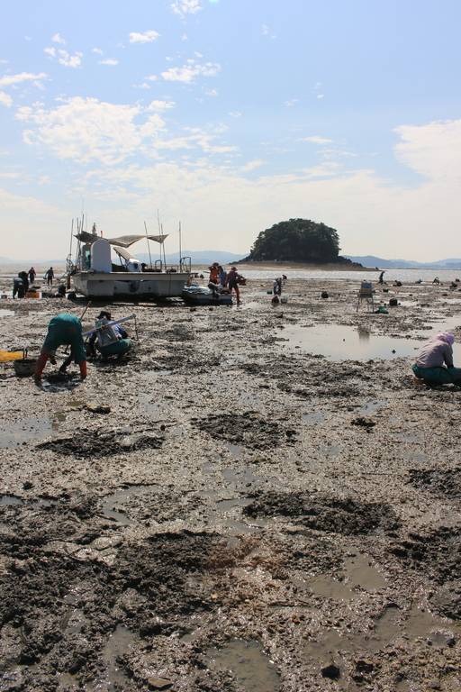 바지락을 채취하는 어민들