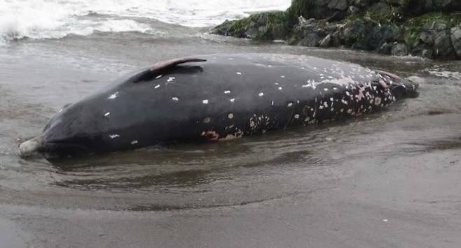 일본 해안에서 죽은 채 발견된 신종 고래 ‘검은 망치고래’
