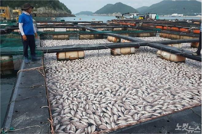 남해해역서 집단폐사한 양식어류(사진=남해군 제공)