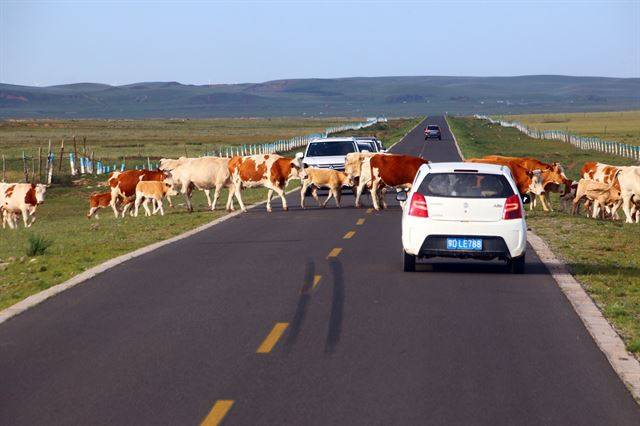 궁거얼 초원 도로에서 만난 소 떼.