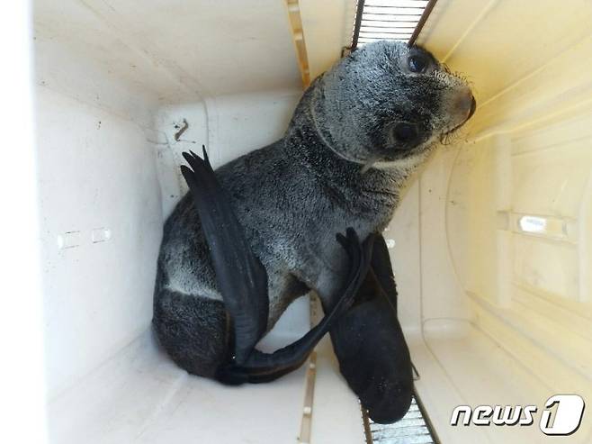 ​폐그물에 걸려 앞다리를 다친 북방물개의 모습. 사진 롯데월드아쿠아리움 제공 © 뉴스1