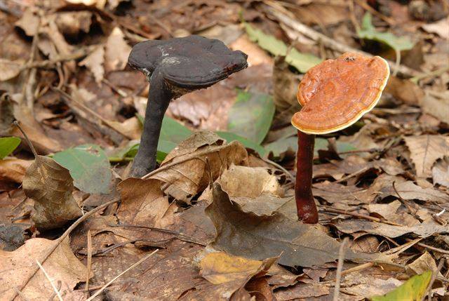 영지. 1년생 버섯으로 여릉에서 가을에 걸쳐 활엽수 뿌리 밑동이나 그루터기에서 주로 자란다. 악용으로 많이 쓰이며 암의 성장을 억제한다는 결과가 보고된 바도 있다. 국립생물자원관 제공