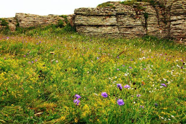 아쓰하투 석림의 곤봉 주위에 핀 야생화.