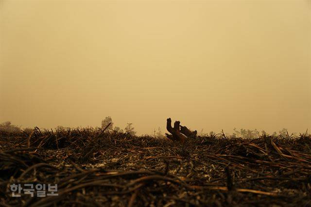 열대림 화재가 발생한 인도네시아 수마트라섬 잠비주 쿰페 지역의 푸딩마을에서 500m 정도 떨어진 화재 진화 현장의 지난달 18일 모습. 누런 연무가 덮은 하늘과 검게 타버린 땅이 기괴하다.