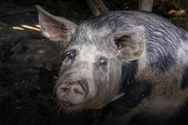 연민과 직관을 가진 이라면 한 번은 질문해야 한다. 전국으로 확산되는 아프리카 돼지 열병으로 인해 수천 마리 돼지가 한꺼번에 ‘살처분’되는 이 현실을 그저 돼지농가만의 불운으로 치부해도 되는 것인지. ©게티이미지뱅크