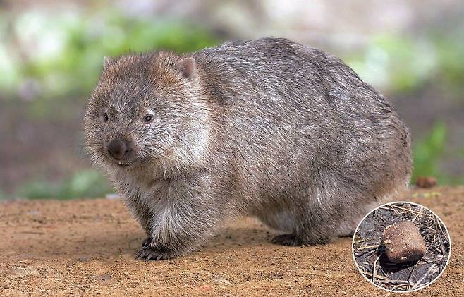 지구상에서 유일하게 정육면체 똥을 누는 웜뱃. 오른쪽 작은 사진은 웜뱃의 똥.