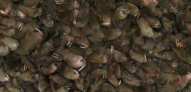 지구 온난화로 유빙이 감소해 해안가에 몰려든 바다코끼리의 모습 [자료: 넷플릭스 다큐멘터리 '우리의 지구']