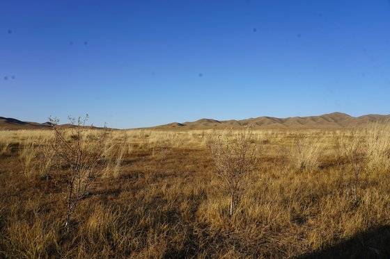 초겨울이라 잎이 떨어진 나무들 사이사이로 흰 갈대처럼 생긴 식물이 자라나있다. '데르스'라는 사막화 지표식물이다. 이 일대는 원래 데르스도 자라지 못하는 황폐한 땅이었는데, 조림사업을 시작한 지 4년여만에 잡풀이 저절로 자라나는 땅으로 변했다. 김정연 기자