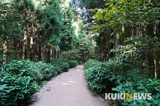 수국과 삼나무숲이 어울린 길을 만나면 곤 도로에 자동차 달리는 소리가 들리고 이어 남조로의 붉은오름 사려니숲길 입구를 나선다.
