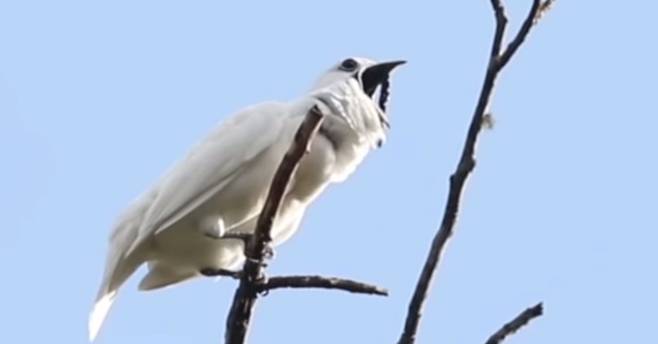울음소리를 내고 있는 방울새. [유튜브 캡처]
