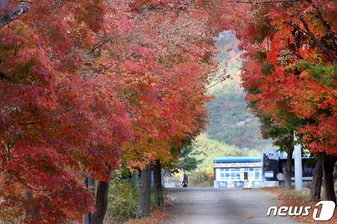 13일 경북 영천시 자양면 성곡리 구 자양초등학교 입구에 늘어선 단풍나무가 불타는 듯 붉은 색을 뽐내고 있다. 2019.11.13/뉴스1 © News1 정우용 기자