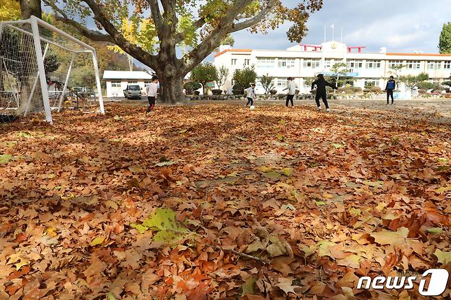 13일 경북 영천시 임고초등학교에서 어린이들이 플라타너스가 떨군 낙엽을 밟으며 축구를 하고 있다. 이 학교에는 100년된 40m높이의 플라타너스 숲이 조성돼 2003년 '아름다운 학교 숲' 대상에 선정됐다 . 2019.11.13/뉴스1 © News1 정우용 기자