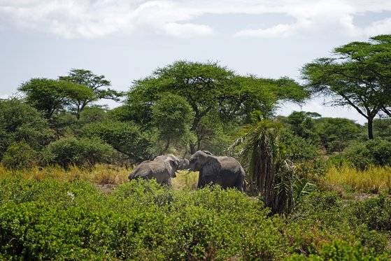 세렝게티는 끝이 보이지 않는 대평원이다. 건기에는 그나마 수풀이 무성하고, 웅덩이가 있는 곳으로 온갖 초식 동물이 모여든다. 아카시아 숲에서 영역 다툼을 하는 아프리카코끼리를 발견했다. 서로의 코를 말고 기 싸움을 벌이는 모습이 이색적이다. 백종현 기자