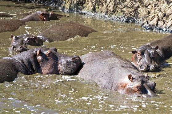 하마는 낯선 침입자에게 예민한 반응을 보인다. 백종현 기자