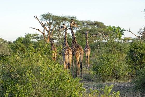 무리 지어 생활하는 기린 가족. 백종현 기자