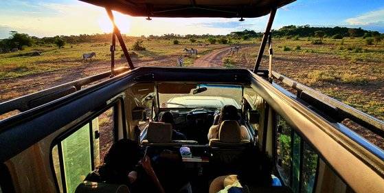 세렝게티 여행법은 간단하다. 뚜껑을 열어젖힌 지프를 타고 동물을 찾아 나선다. 일명 '게임 드라이브'다. 백종현 기자