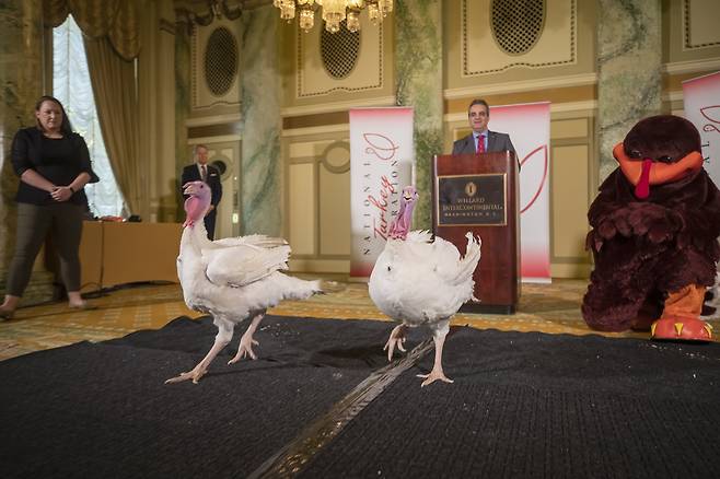 미국 추수감사절 칠면조 사면식에 선택 받은 칠면조 브레드와 버터가 25일(현지시간) 워싱턴 윌라드 인터컨티넨탈 호텔 기자회견장에 모습을 나타냈다. [EPA=연합뉴스]