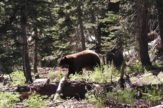 퍼시픽 크레스트 트레일 코스 중 오레곤주에서 만난 야생곰. [사진 두두부부]