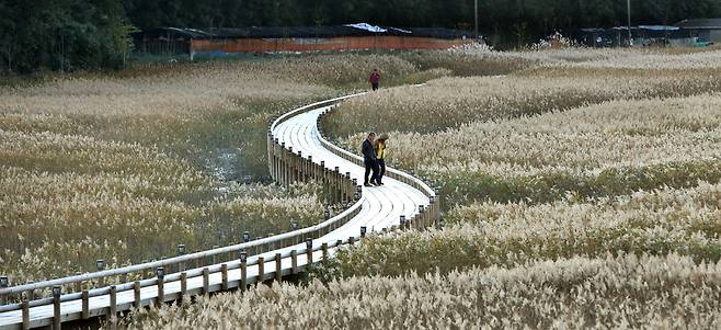 지난달 14일 전남 보성군 벌교읍 ‘중도방죽’ 주변 산책길. 방죽 들머리 펄을 가로지르는 나무다리 위에서 바라본 풍경이다. 김선식 기자