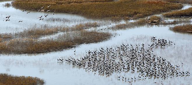 순천만 습지 ‘용산전망대’에서 본 흑두루미 떼. 김선식 기자
